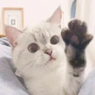 🖐 emoji Котеки • @stickB00K Telegram sticker 24 of 25