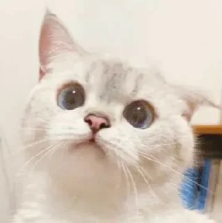 🐱 emoji Котеки • @stickB00K Telegram sticker 7 of 25