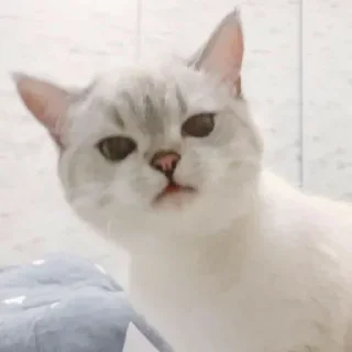 😒 emoji Котеки • @stickB00K Telegram sticker 11 of 25