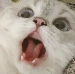 🐱 emoji Котеки • @stickB00K Telegram sticker 15 of 25