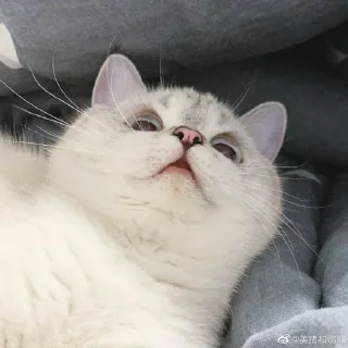🐱 emoji Котеки • @stickB00K Telegram sticker 9 of 25