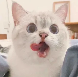 🐱 emoji Котеки • @stickB00K Telegram sticker 17 of 25