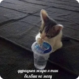 Sticker from смешни коти 🐈 by. mrz.omg