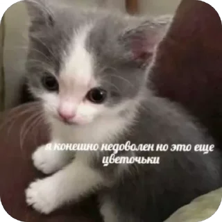 Sticker from смешни коти 🐈 by. mrz.omg