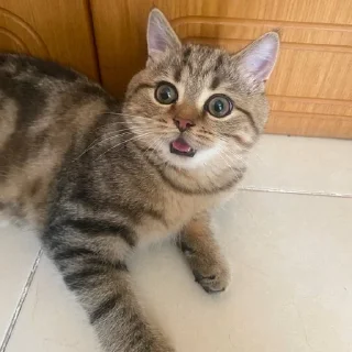 Sticker from SibaTheCat