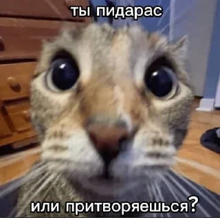 Sticker from пися попа челеен
