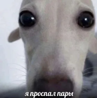 🌟 emoji Пися попа Telegram sticker 3 of 53