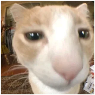 🐱 emoji Я болею клоунизмом Telegram sticker 15 of 30