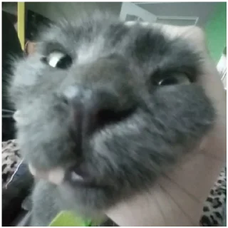 🐱 emoji Я болею клоунизмом Telegram sticker 14 of 30