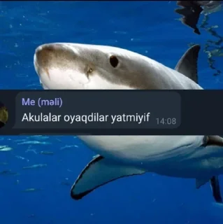 🦈 emoji @intiqam  1 Telegram sticker 2 of 56
