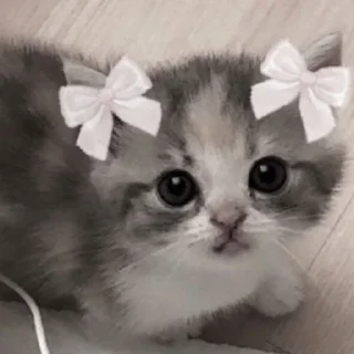 ☺️ emoji котики || Telegram sticker 2 of 57