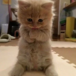 😞 emoji котики || Telegram sticker 21 of 57