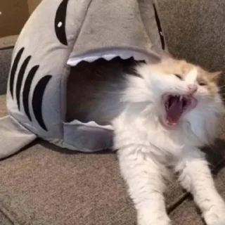 😱 emoji котики || Telegram sticker 23 of 57