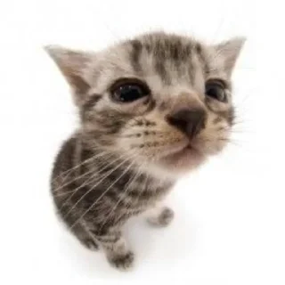 🤔 emoji котики || Telegram sticker 8 of 57
