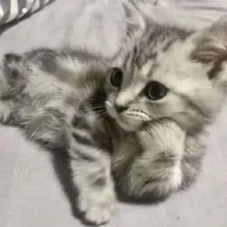 🤨 emoji котики || Telegram sticker 17 of 57