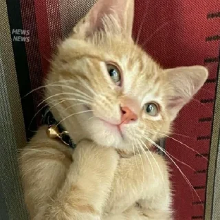 ☺️ emoji котики || Telegram sticker 15 of 57