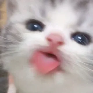 😋 emoji котики || Telegram sticker 10 of 57