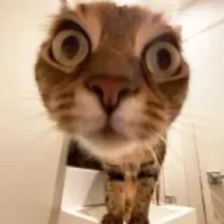 😨 emoji котики || Telegram sticker 1 of 57