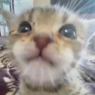 😓 emoji котики || Telegram sticker 7 of 57
