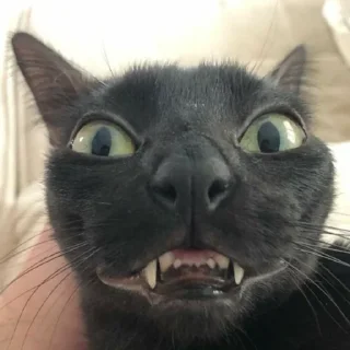 🙂 emoji котики || Telegram sticker 24 of 57