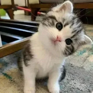 😯 emoji котики || Telegram sticker 20 of 57