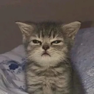 😒 emoji котики || Telegram sticker 11 of 57