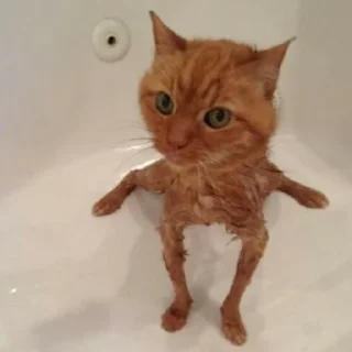 🫣 emoji котики || Telegram sticker 14 of 57
