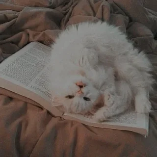 📚 emoji котики || Telegram sticker 22 of 57