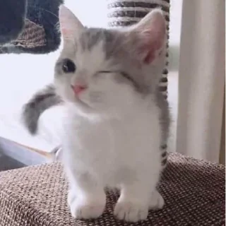 😉 emoji котики || Telegram sticker 18 of 57