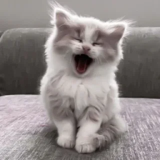 😴 emoji котики || Telegram sticker 19 of 57