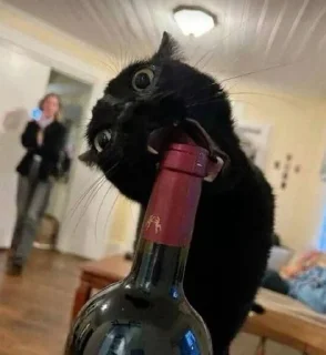 🍷 emoji кисятки Telegram sticker 20 of 60