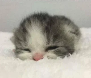 💤 emoji кисятки Telegram sticker 8 of 60