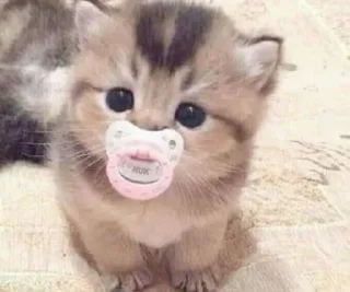 🍼 emoji кисятки Telegram sticker 15 of 60