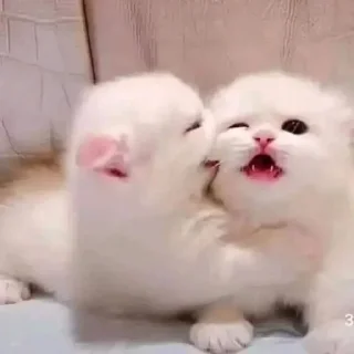 🩸 emoji кисятки Telegram sticker 24 of 60
