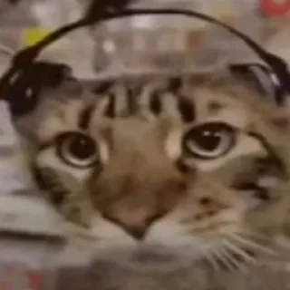 🐱 emoji Больше стиков тут: @stikery4 Telegram sticker 23 of 120