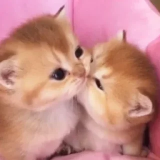 💋 emoji вумен момент Telegram sticker 16 of 26