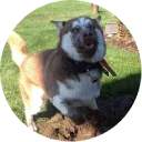 Sticker from Doggy Style