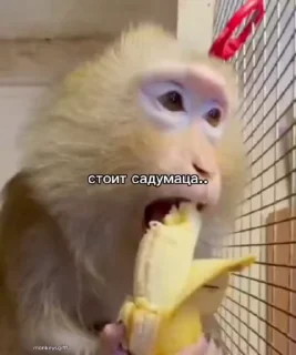 🤔 emoji Бибизьяна для Димона и цыпера Telegram sticker 20 of 44
