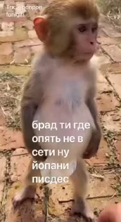 🌟 emoji Бибизьяна для Димона и цыпера Telegram sticker 3 of 44