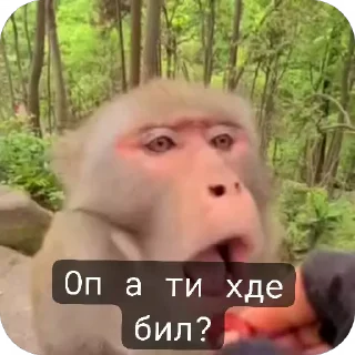 🐵 emoji Бибизьяна для Димона и цыпера Telegram sticker 16 of 44