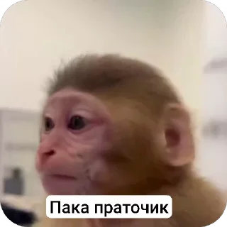 ☺ emoji Бибизьяна для Димона и цыпера Telegram sticker 14 of 44