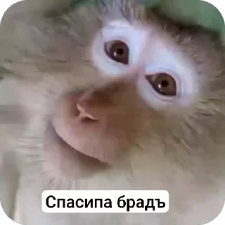 🥰 emoji Бибизьяна для Димона и цыпера Telegram sticker 4 of 44