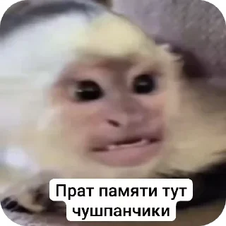 🤬 emoji Бибизьяна для Димона и цыпера Telegram sticker 10 of 44