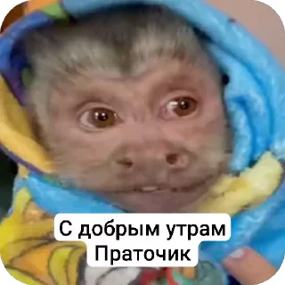 😝 emoji Бибизьяна для Димона и цыпера Telegram sticker 13 of 44