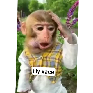 🧐 emoji Бибизьяна для Димона и цыпера Telegram sticker 8 of 44