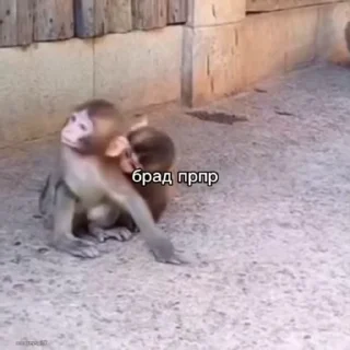 👋 emoji Бибизьяна для Димона и цыпера Telegram sticker 19 of 44