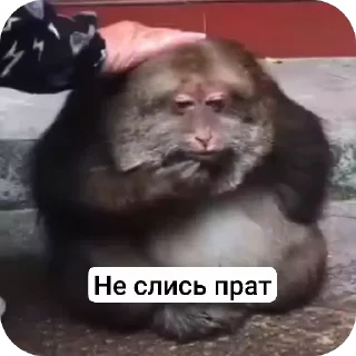 😏 emoji Бибизьяна для Димона и цыпера Telegram sticker 11 of 44