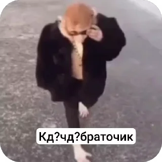 😎 emoji Бибизьяна для Димона и цыпера Telegram sticker 12 of 44
