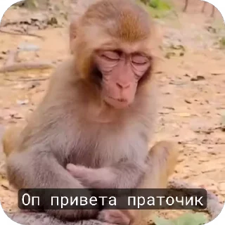 🐵 emoji Бибизьяна для Димона и цыпера Telegram sticker 17 of 44