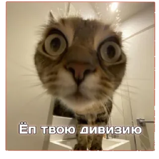 Sticker from Мемная Капуста